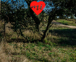 Las buenas intenciones