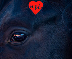 Extremadura tierra de caballos