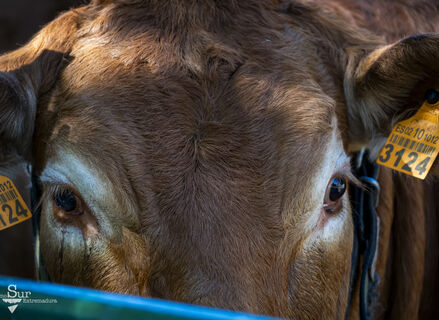 Feria Internacional Ganadera de Zafra