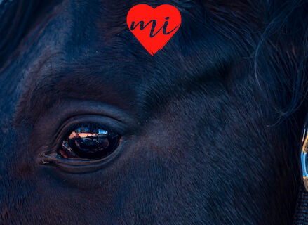 Extremadura tierra de caballos