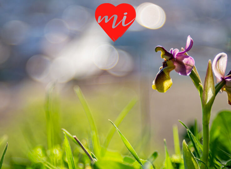 Orqudeas en Alange