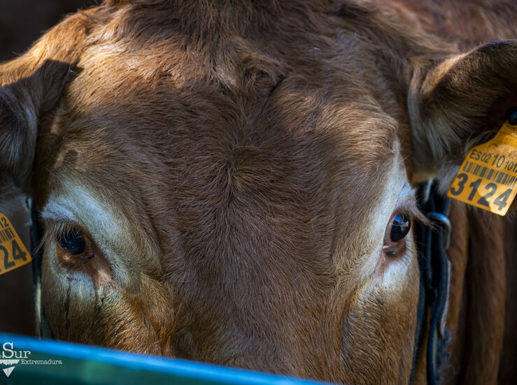 Feria Internacional Ganadera de Zafra