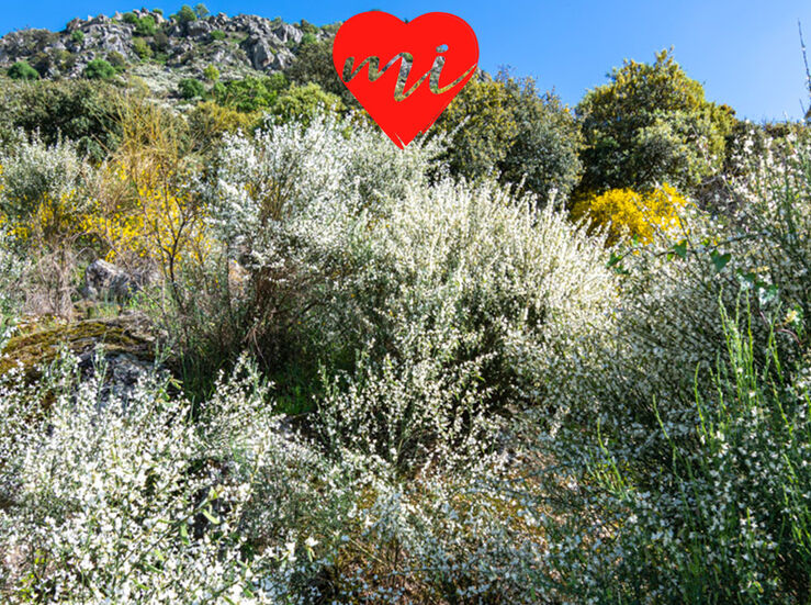 La escoba blanca en flor en Santa Cruz de la Sierra
