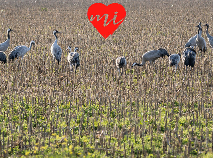 grus grus