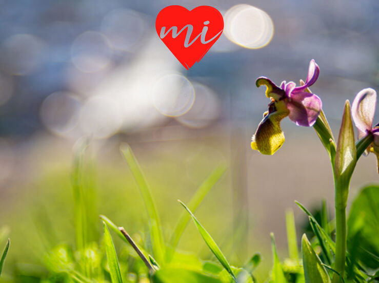 Orqudeas en Alange