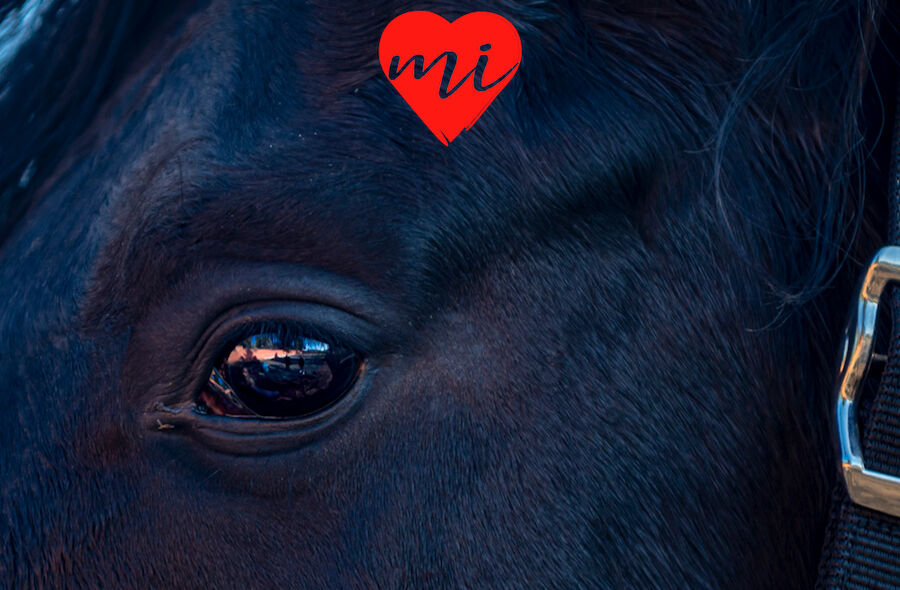 Extremadura tierra de caballos