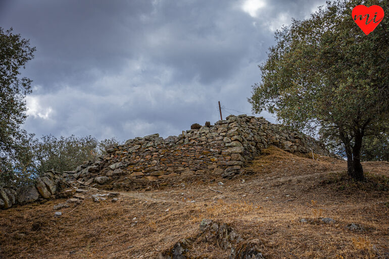 Tamusia