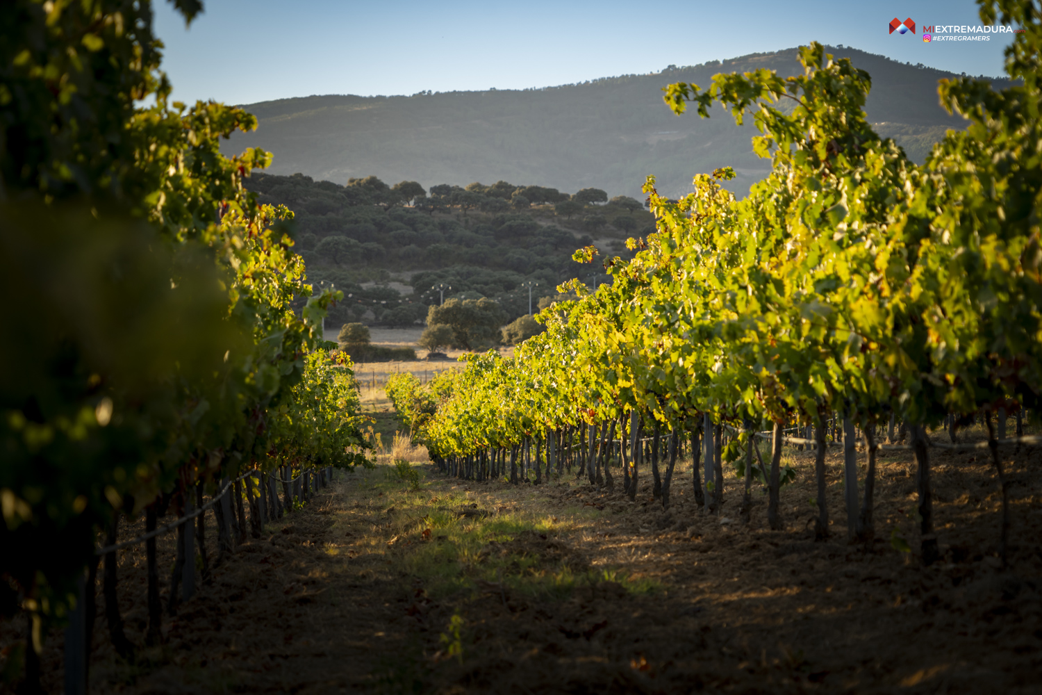 bodegas canalva