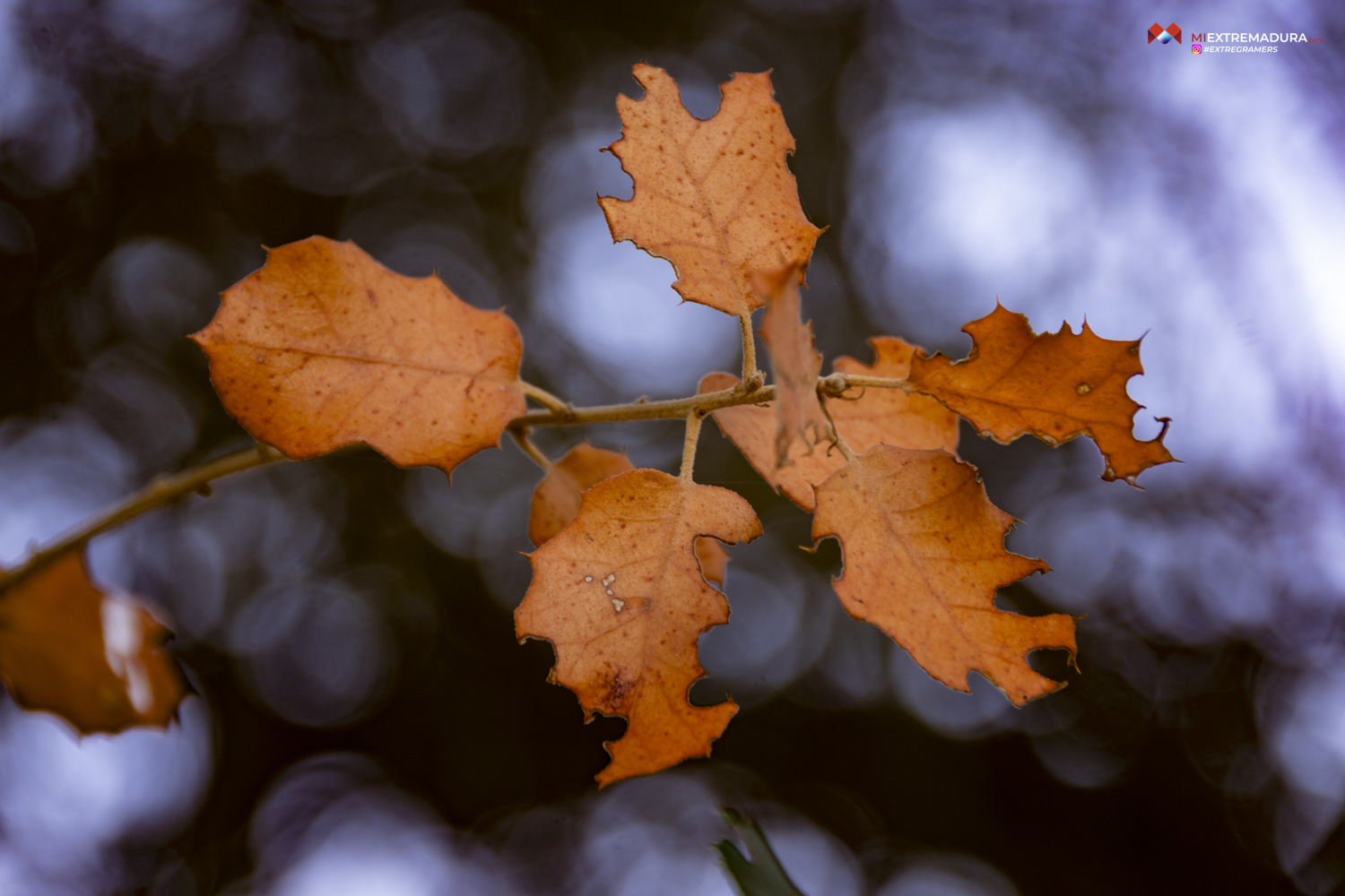 OTOÑO'24