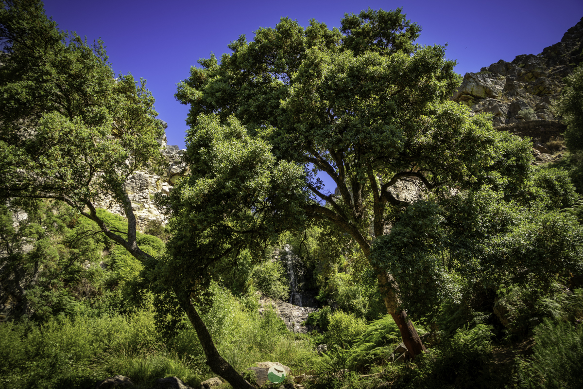 cuatro fuentes y una cascada