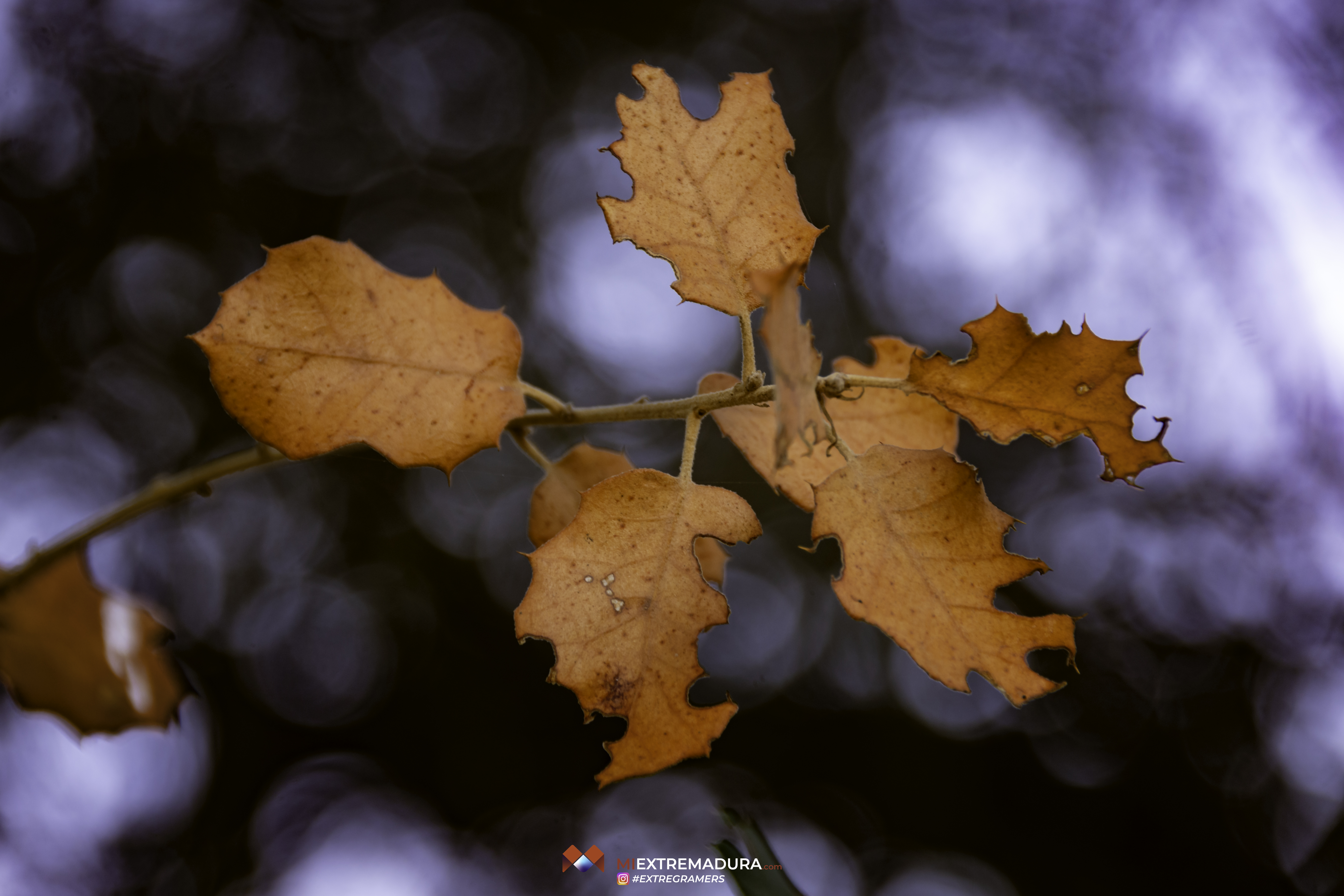 otoño2026