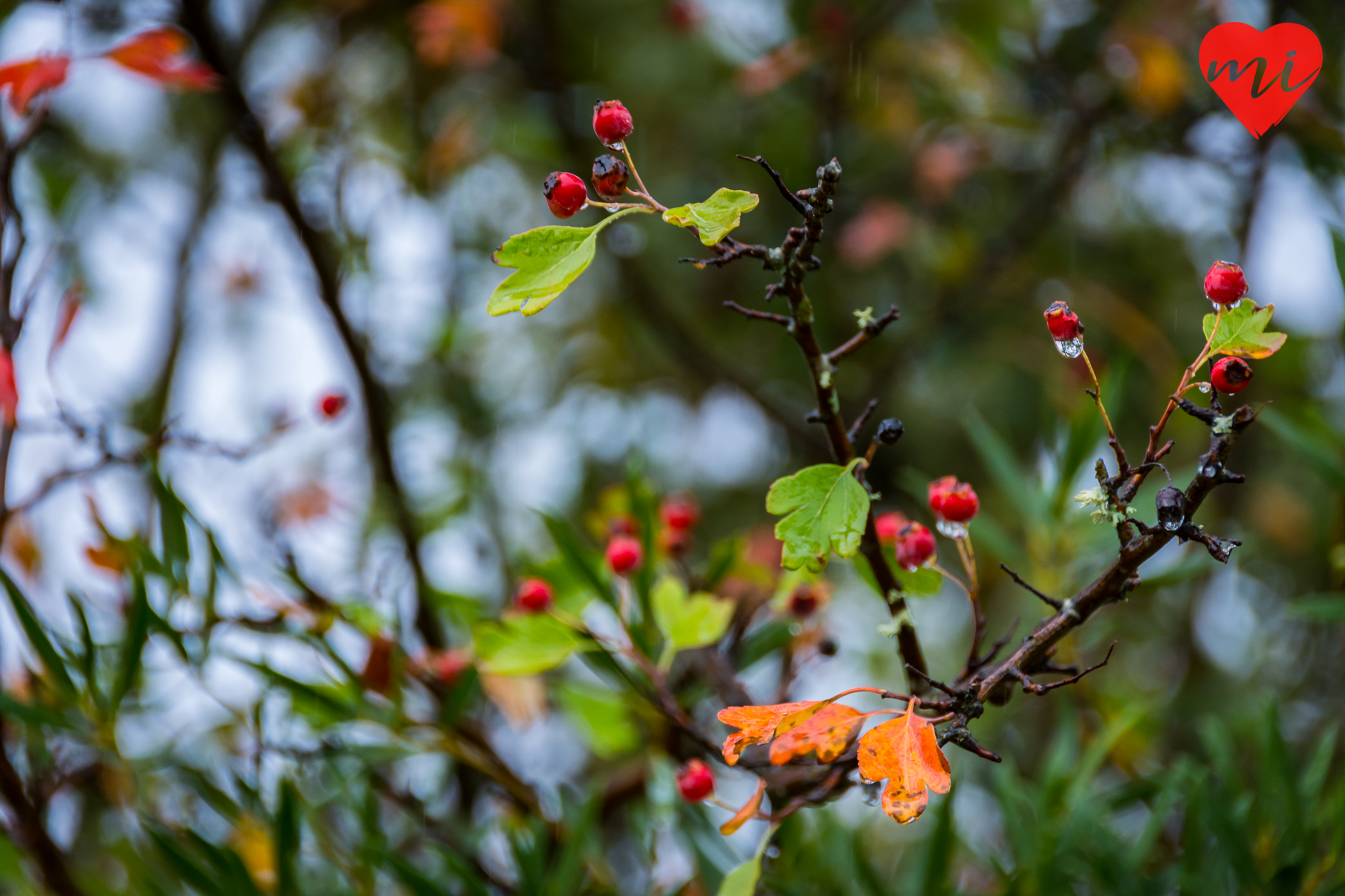 otoño-en-extremadura-villuercas-ibores-jara-flora